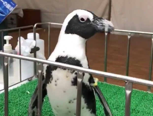 ペンギン