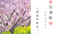 河津桜（カワヅザクラ） 